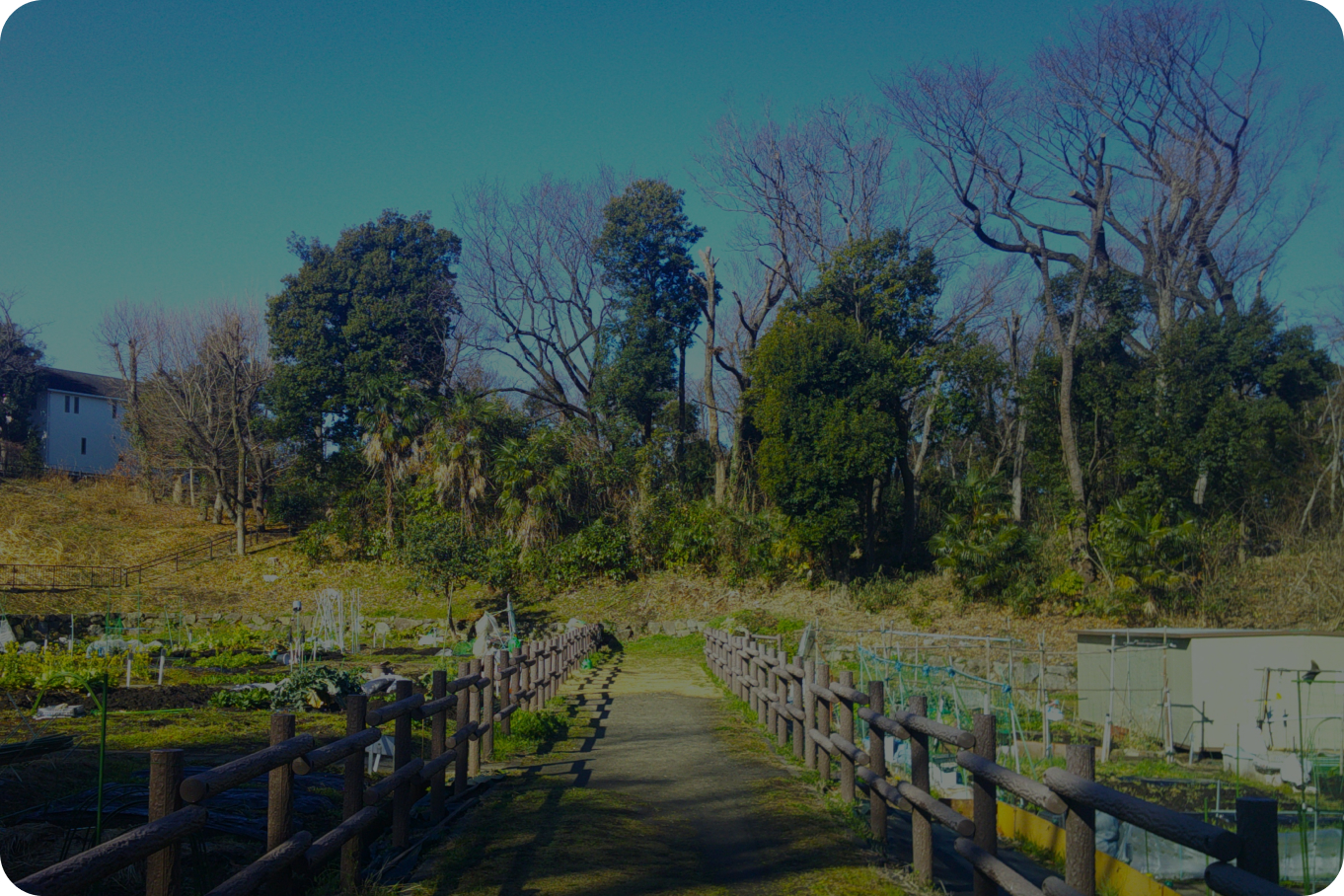 公園だより