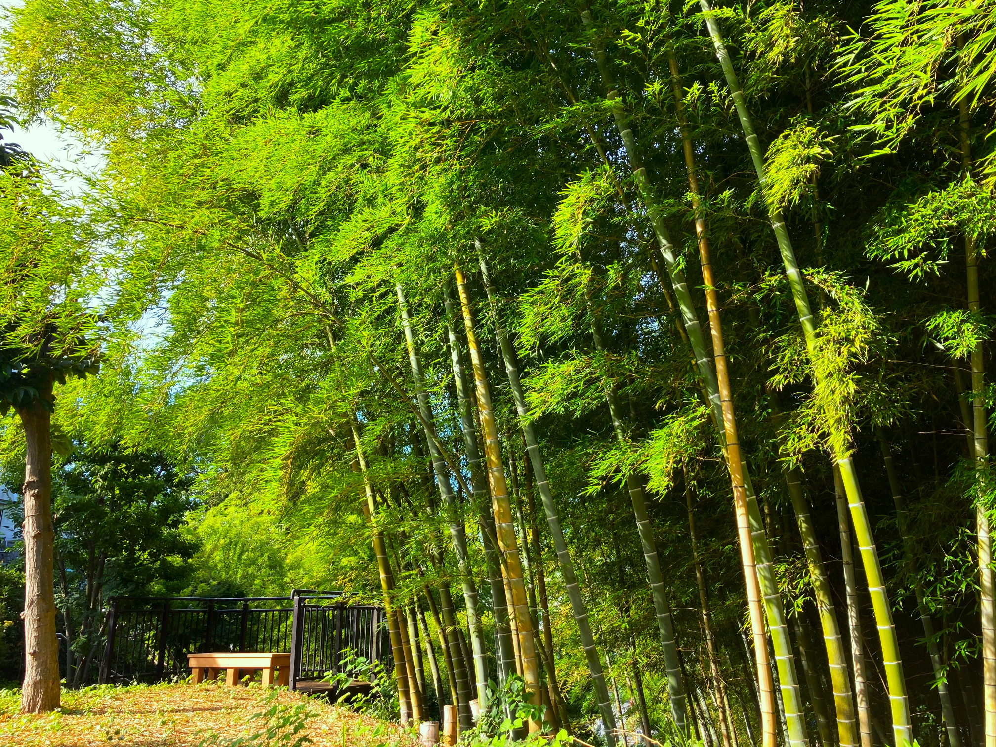 自然体験ゾーン