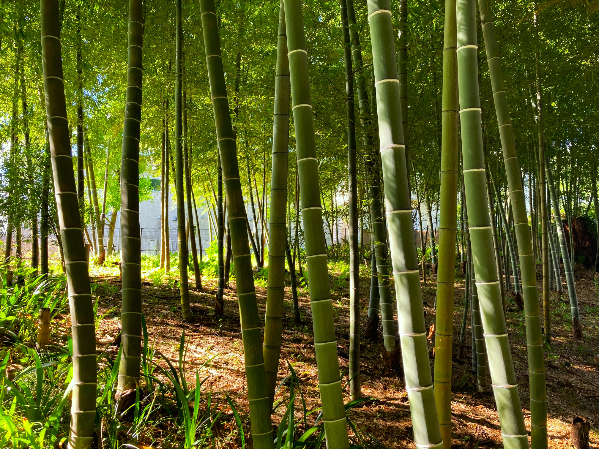 自然体験ゾーン