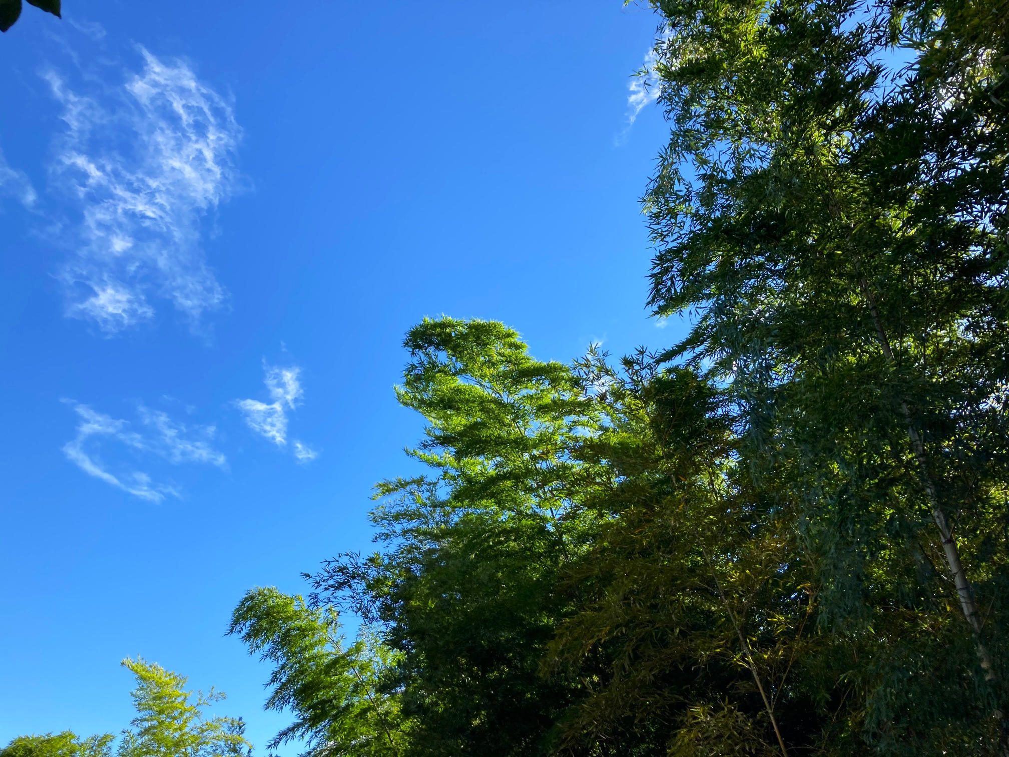 自然体験ゾーン