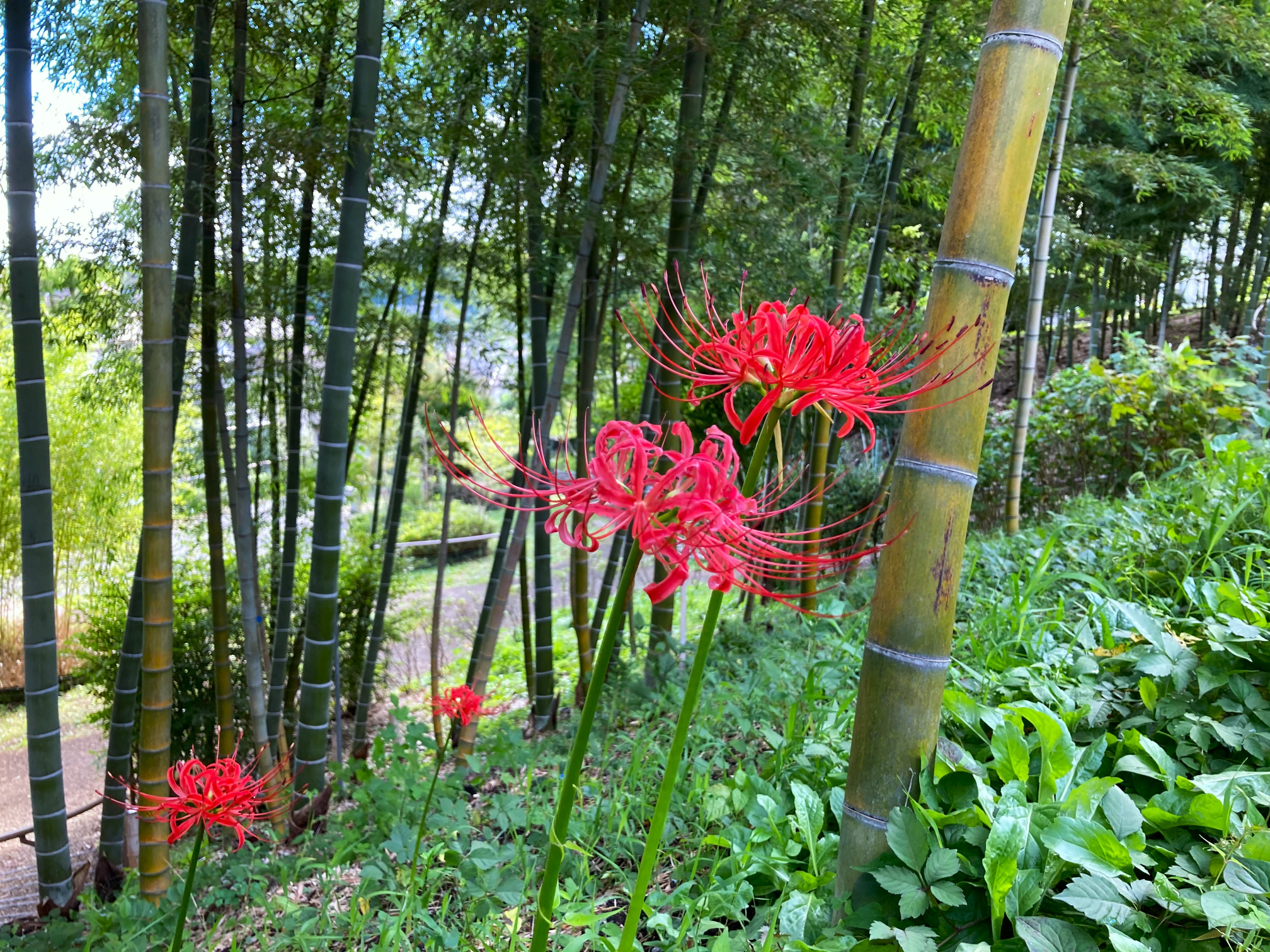 自然体験ゾーン