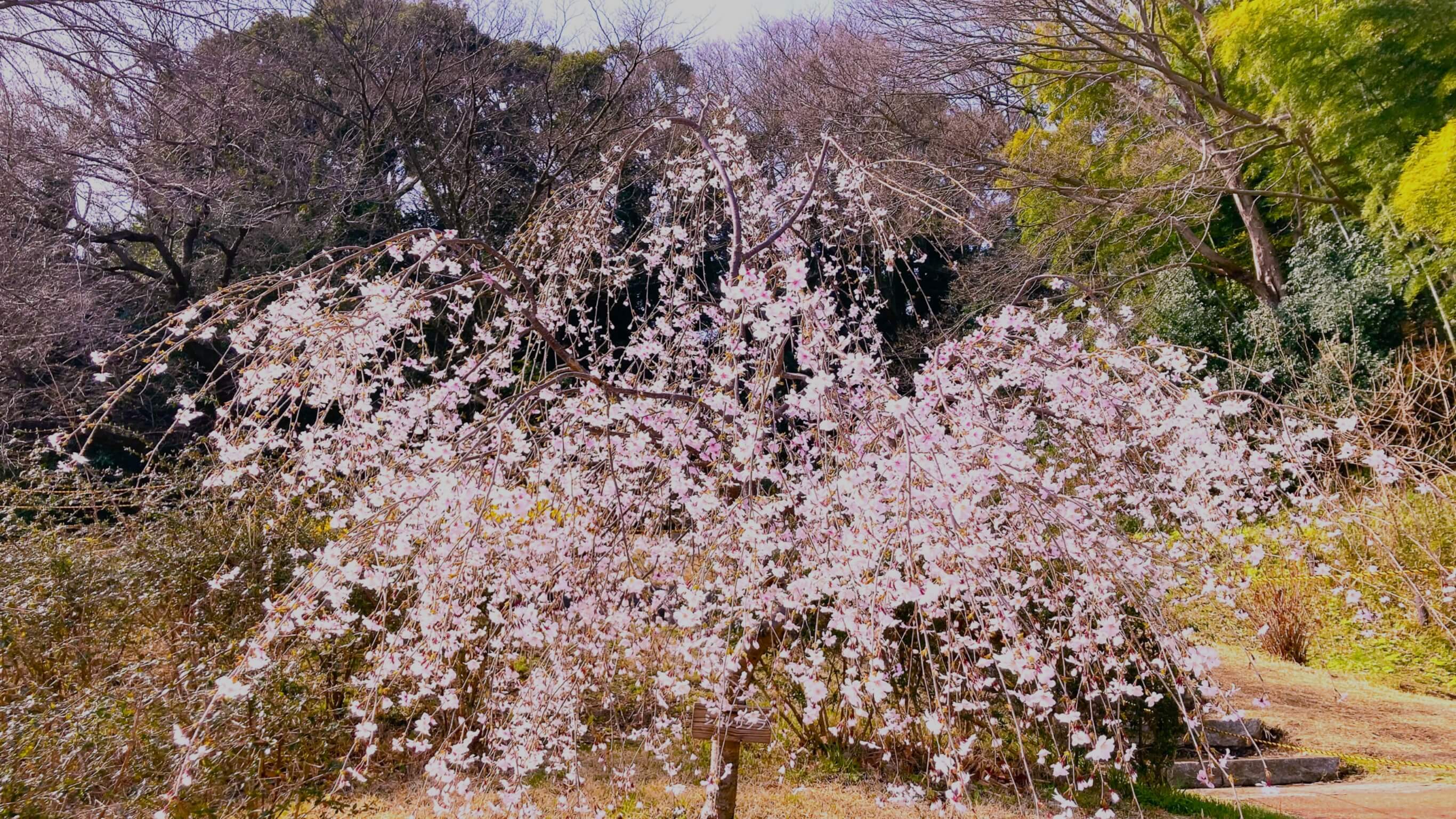 師岡町梅の丘公園