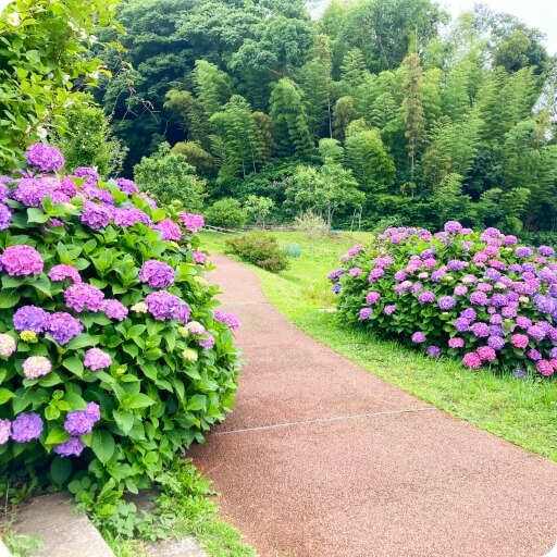 自然と共に過ごすひととき梅の花と分区園が魅力の丘公園