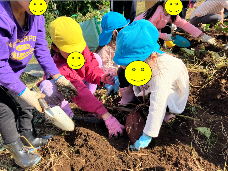 サツマイモ収穫イベント開催