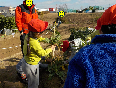 ダイコン収穫体験