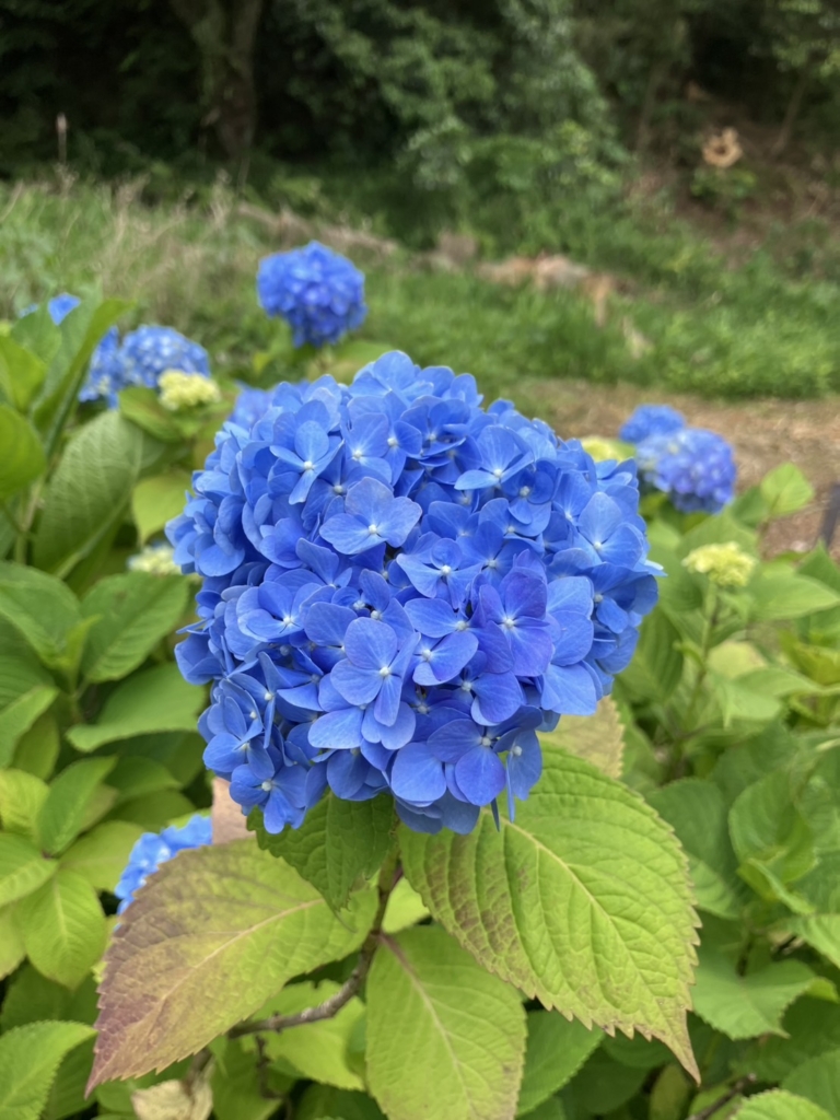 アジサイが色づき始めました
