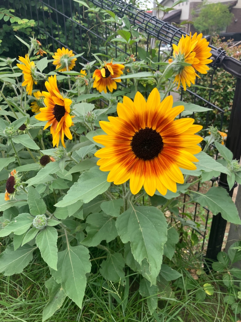 今年もひまわり🌻の季節になりました！