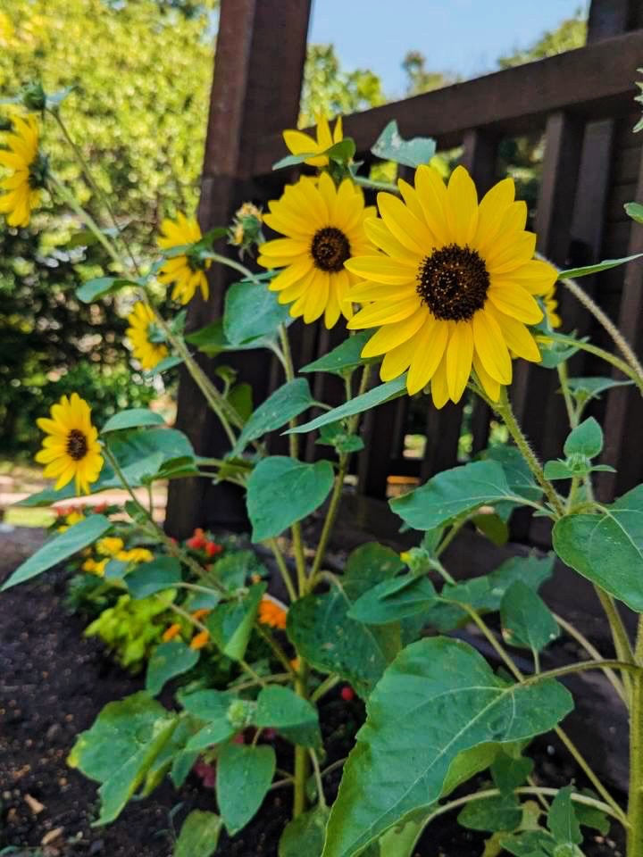 ひまわりと夏花壇のお知らせ🌻