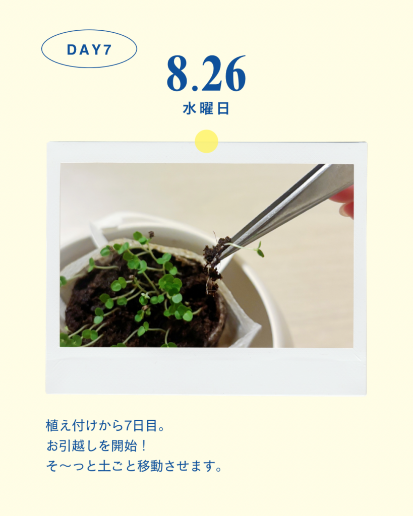レモンバーム観察日記_7日目