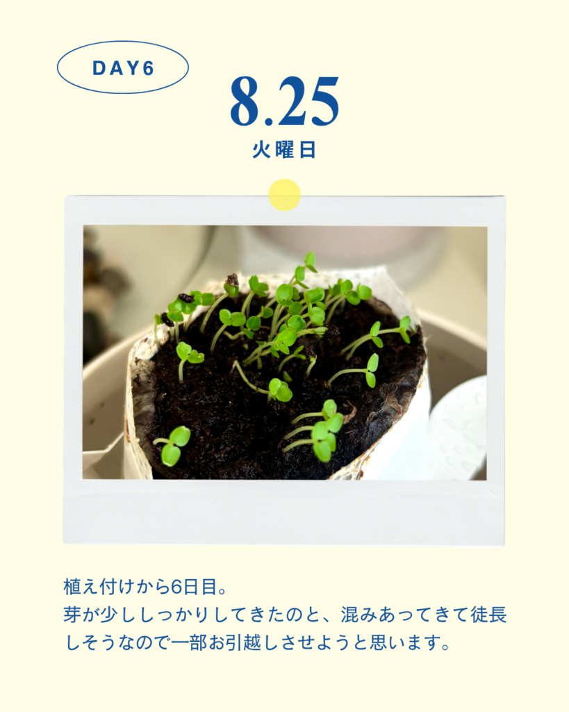 レモンバーム観察日記🌱