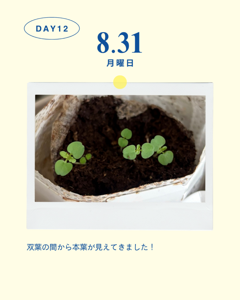 レモンバーム観察日記_12日目