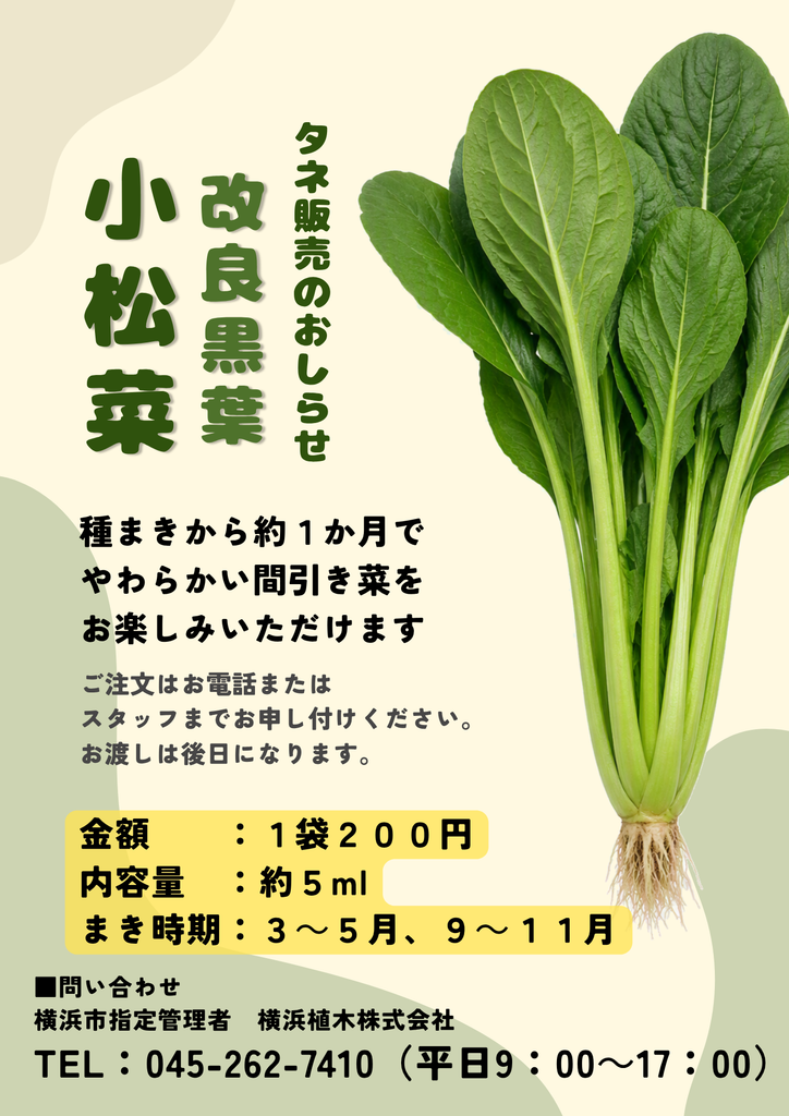 小松菜のタネ販売をはじめます