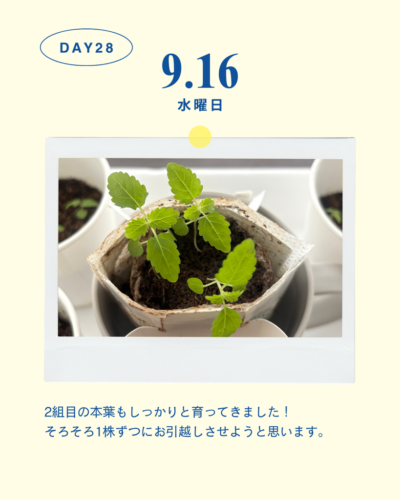 レモンバーム観察日記_22～28日目