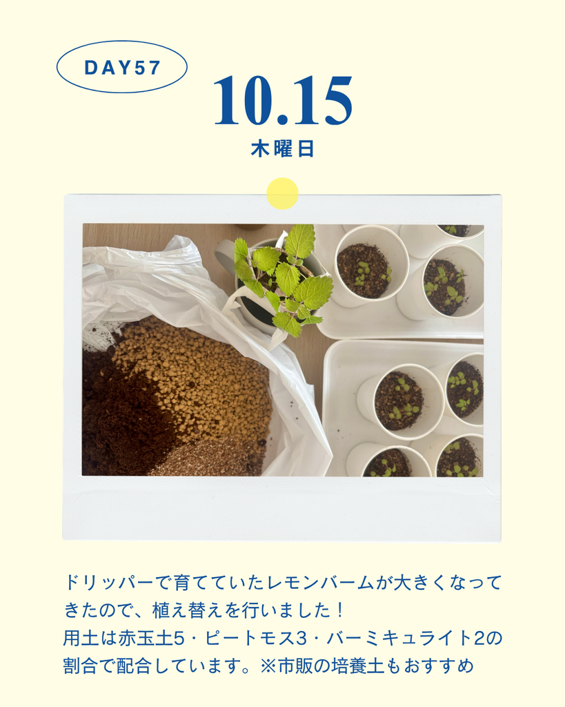 レモンバーム観察日記_DAY57